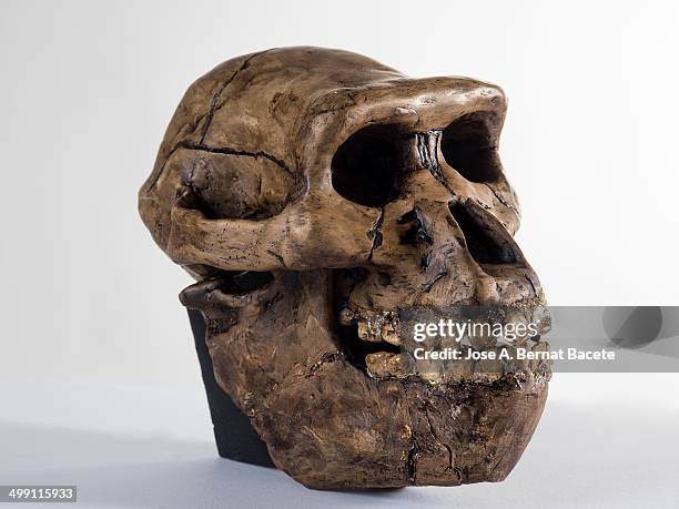 human skull of an australopithecus - australopithecus stock-fotos und bilder