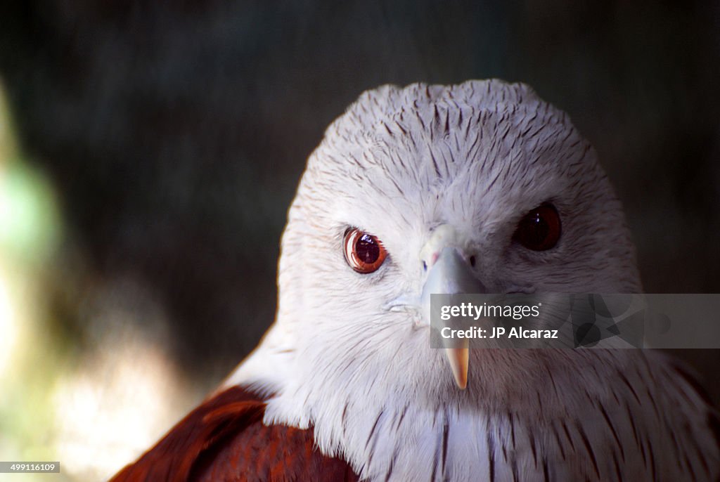 Close up shot of an eagle
