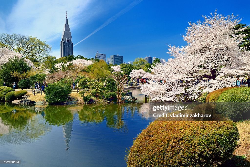 Sakura blooming in gardens of Tokyo