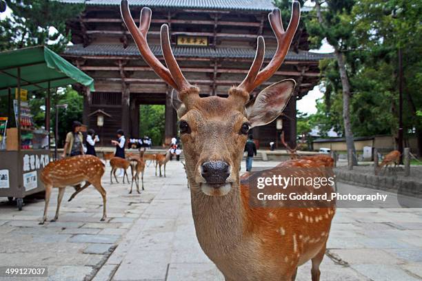 japan: sika deer at nara park - sikahert stockfoto's en -beelden