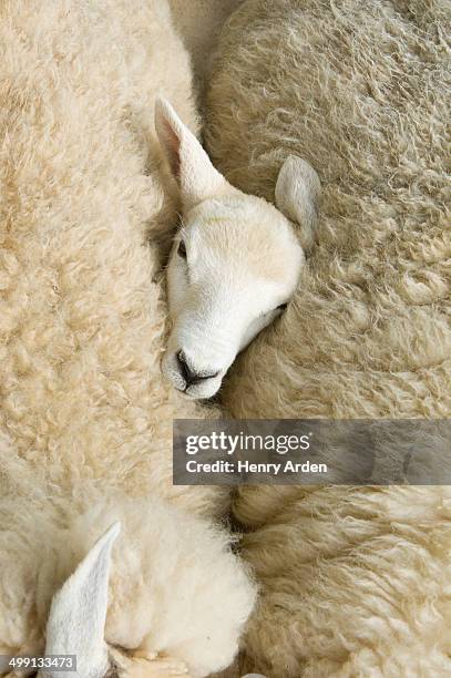 overhead view of lambs head between two sheep - crushed stock pictures, royalty-free photos & images