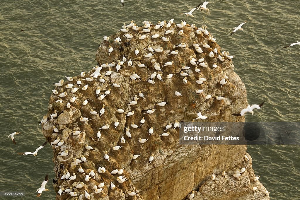 Gannets on rock, Bempton, Yorkshire, England