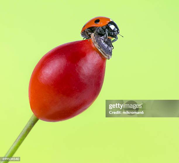 ladybird on rosa canina fruit - ca nina stock pictures, royalty-free photos & images