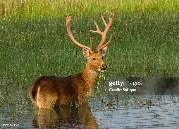 Barasinghe Blue Barasingha Photos and Premium High Res Pictures - Getty Images