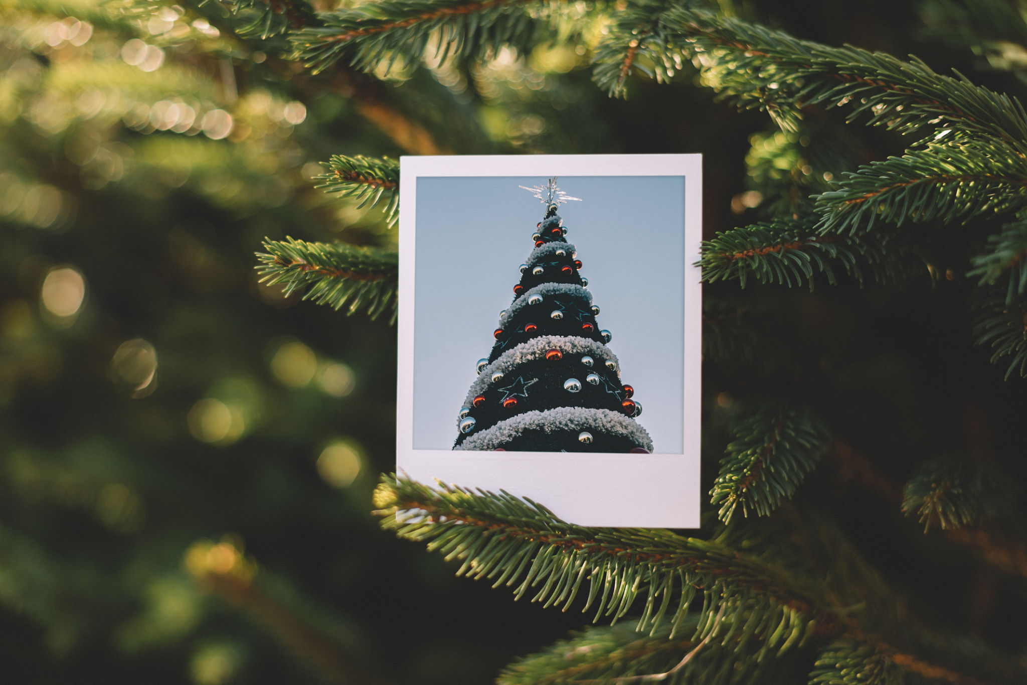 christmas photography