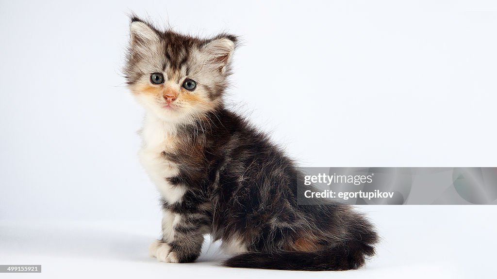 Portrait of angora kitten on white background, Studio shot