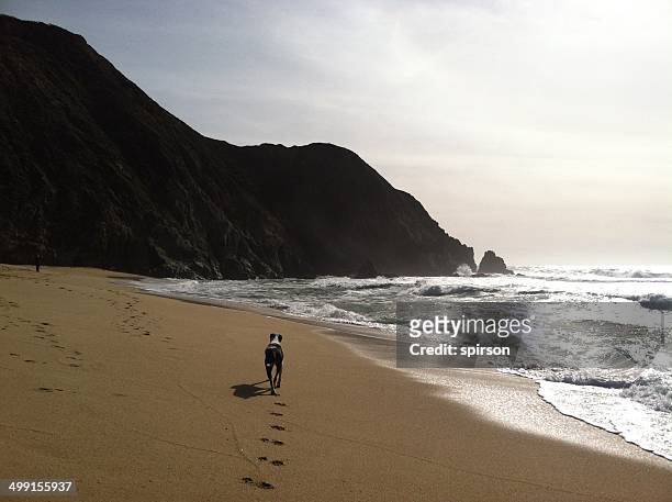 dog running on beach - paw print stock pictures, royalty-free photos & images