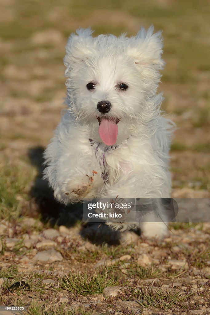 Front view of Maltese puppy dog running