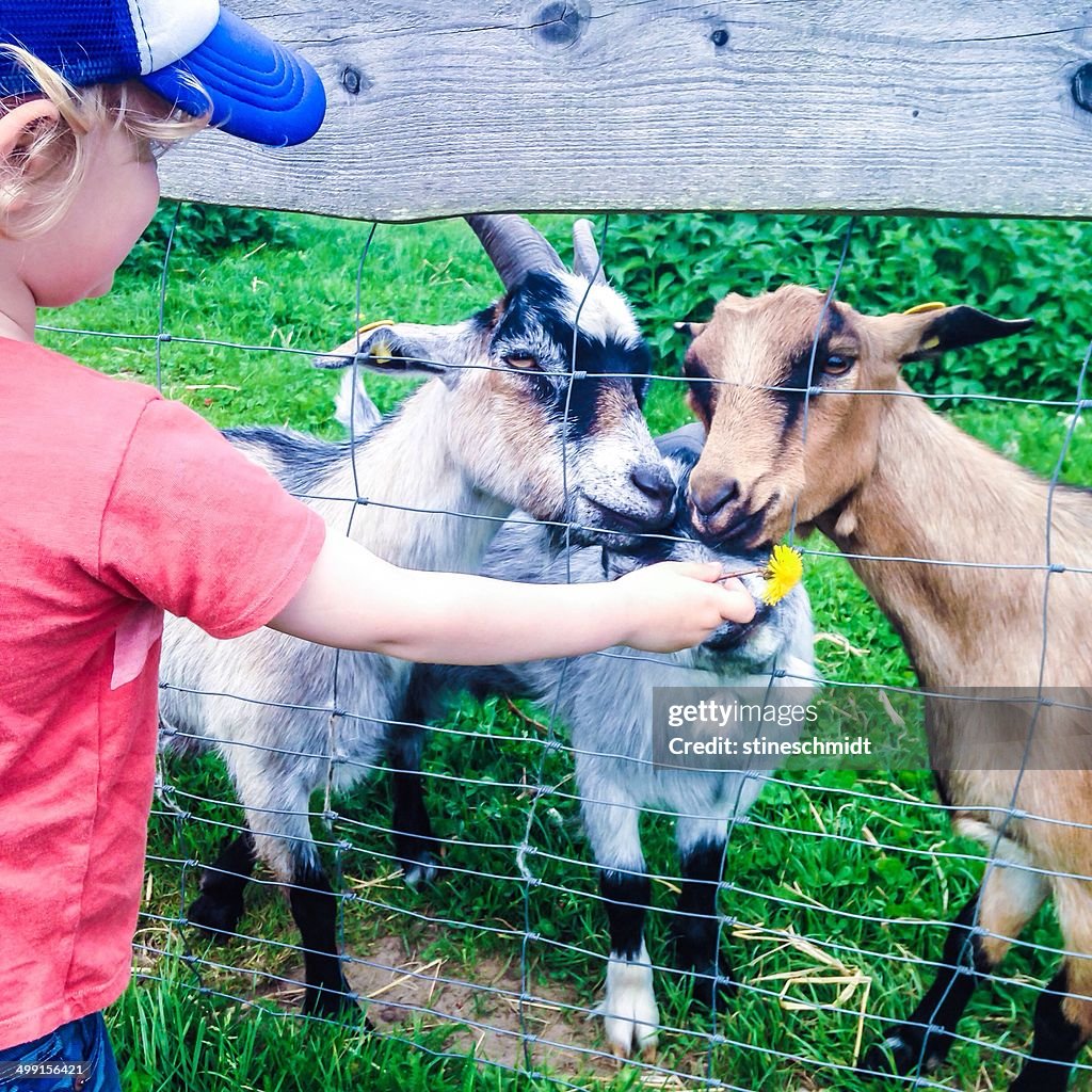 Boy standing by a fence feeding goats