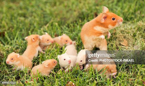 golden hamster with young - young animal stock pictures, royalty-free photos & images