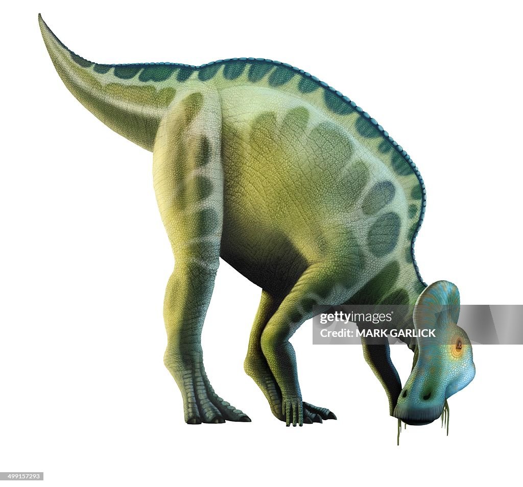 Artwork of a corythosaurus dinosaur