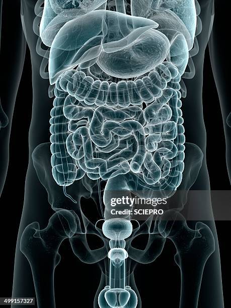 digestive system, artwork - human small intestine stock illustrations