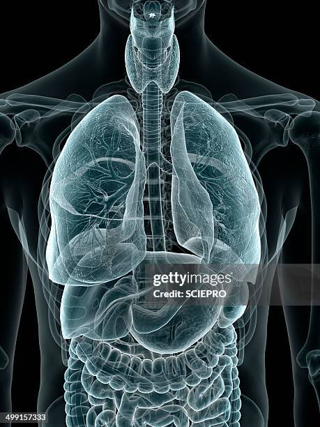 human throat, artwork - internal anatomy stock illustrations