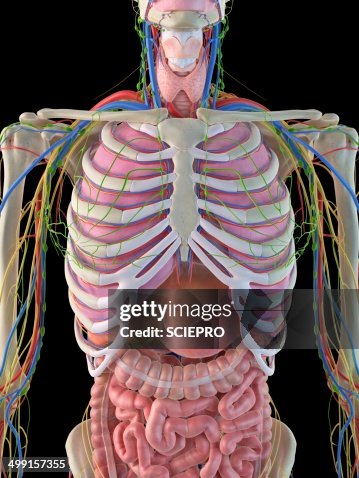 Human Ribcage And Organs Artwork High Biology Diagrams