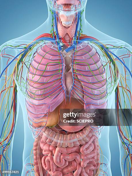 digestive system, artwork - human anatomy organs stock illustrations