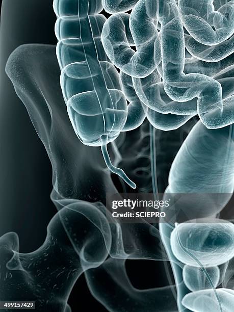 Appendix Brain 63 Appendix (Anatomy) Stock Photos, High-Res Pictures, and Images ...