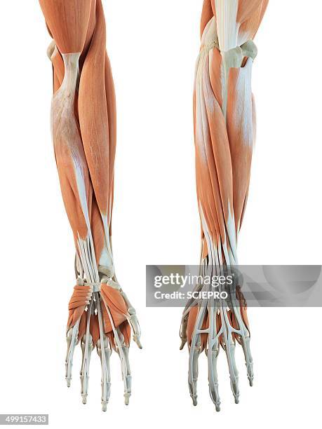 stockillustraties, clipart, cartoons en iconen met human arm muscles, artwork - arm lichaamsdeel