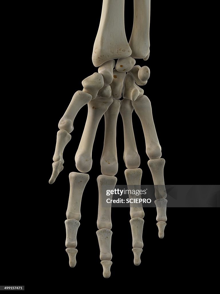 Human Hand Bones Artwork High-Res Vector Graphic - Getty Images