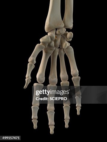 Human hand bones, artwork Human hand bones, artwork