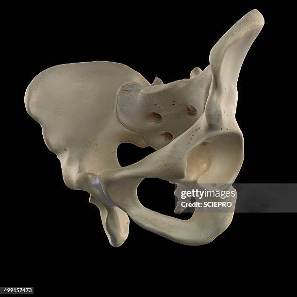 human hip bone, artwork - acetabulum stock illustrations