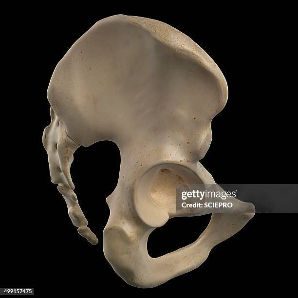 human hip bone, artwork - acetabulum stock illustrations
