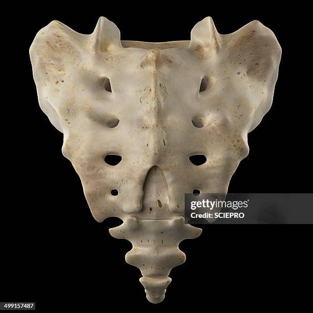 Sacrum Sapi 1,278 Human Sacrum Stock Photos, High-Res Pictures, and Images - Getty ...
