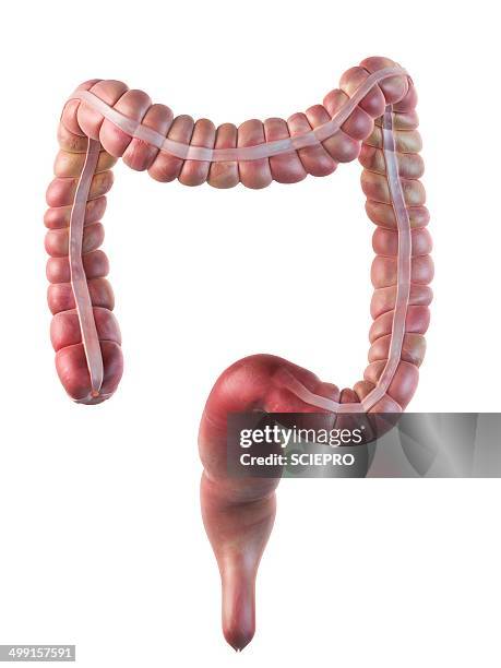 human large intestine, artwork - large intestine stock illustrations