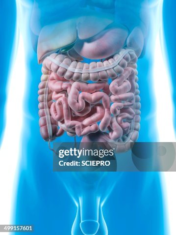 Male digestive system, artwork Male digestive system, artwork
