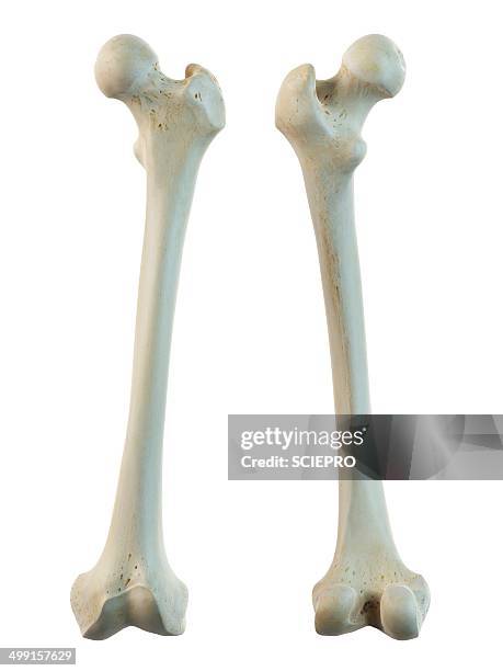 ilustraciones, imágenes clip art, dibujos animados e iconos de stock de human femur, artwork - human bone