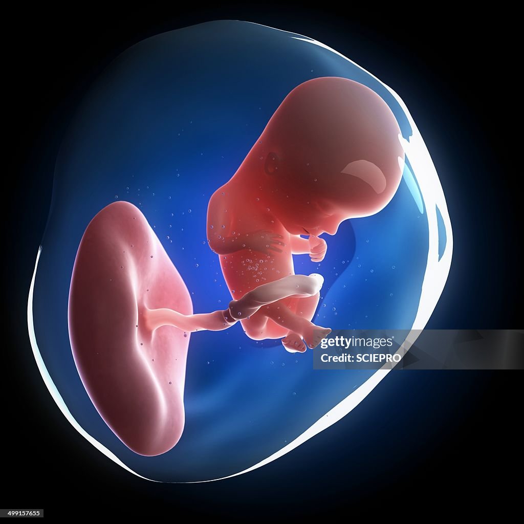 Fetal Development Artwork High Biology Diagrams