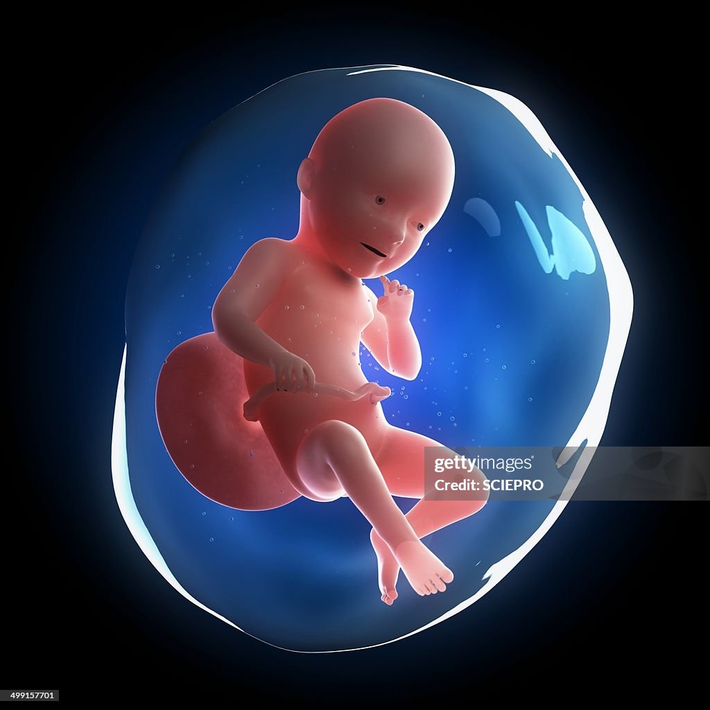 Fetal Development Artwork High Biology Diagrams