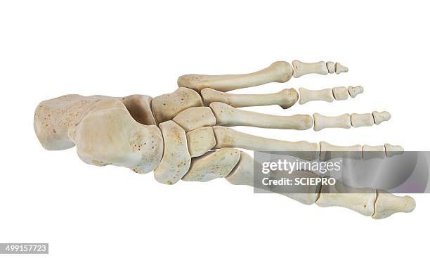 human foot bones, artwork - fuß anatomiebegriff stock-grafiken, -clipart, -cartoons und -symbole