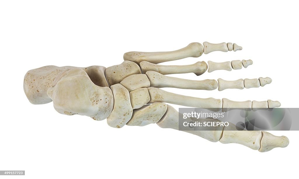 Human foot bones, artwork