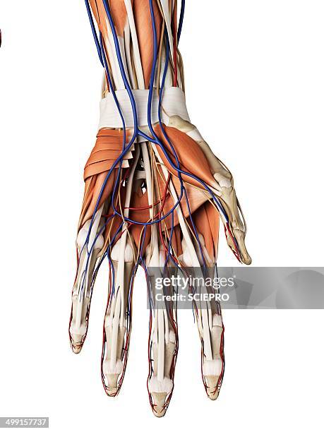 Hand Muscles Colored Human Hand Muscles Artwork High-Res Vector Graphic - Getty Images