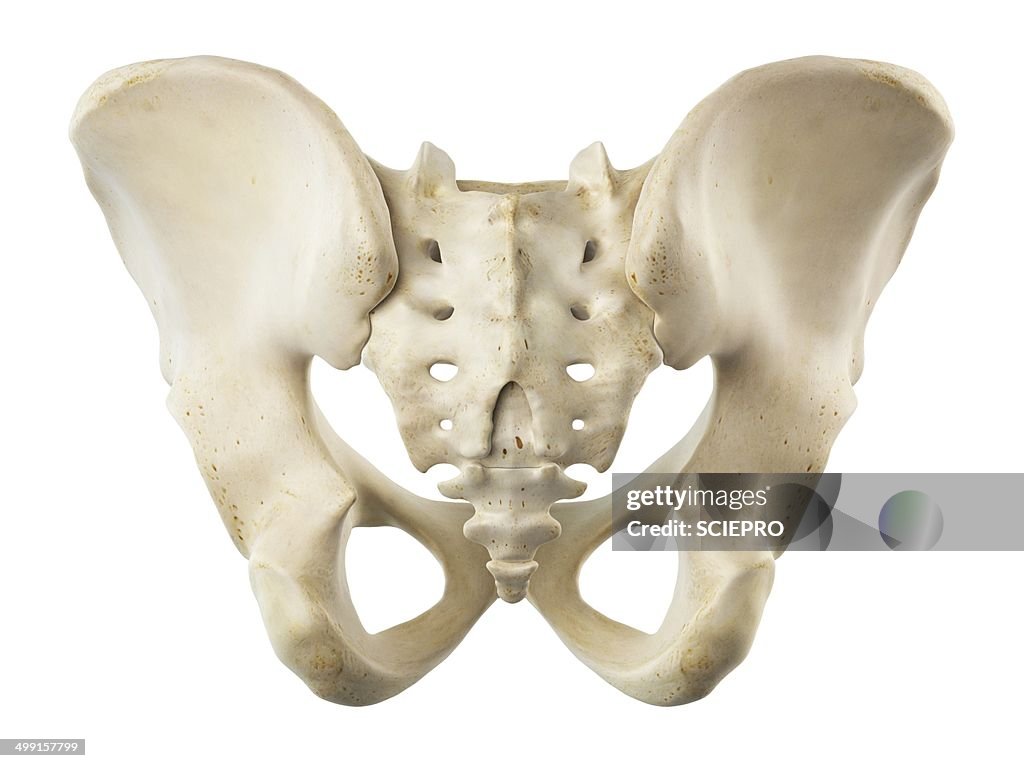 Ilium and sacrum, artwork