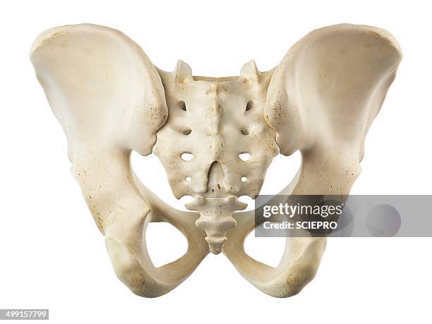 ilium and sacrum, artwork - groyne stock illustrations