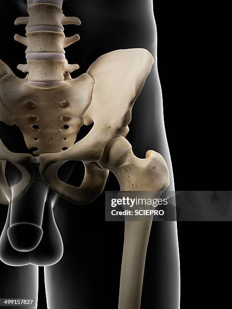 male hip bones, artwork - hip bone stock illustrations