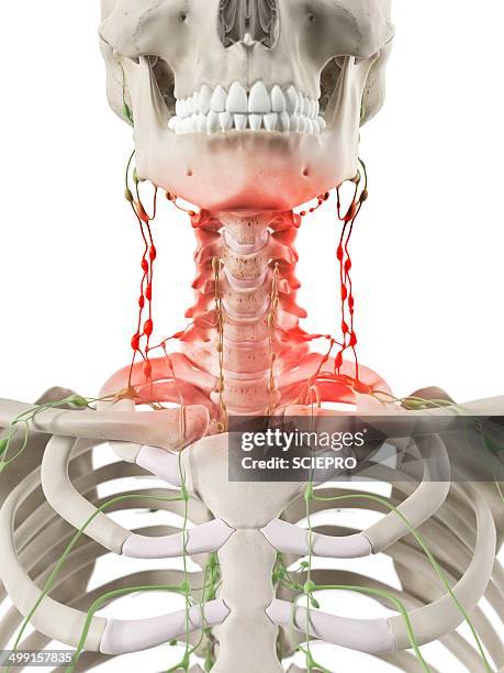Retrophgary Nodes 150 Lymph Nodes Neck High Res Illustrations - Getty Images