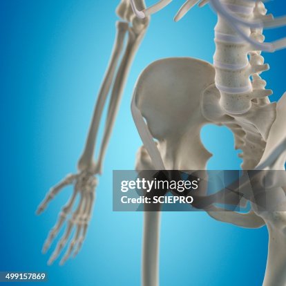 Human hip bone, artwork Human hip bone, artwork