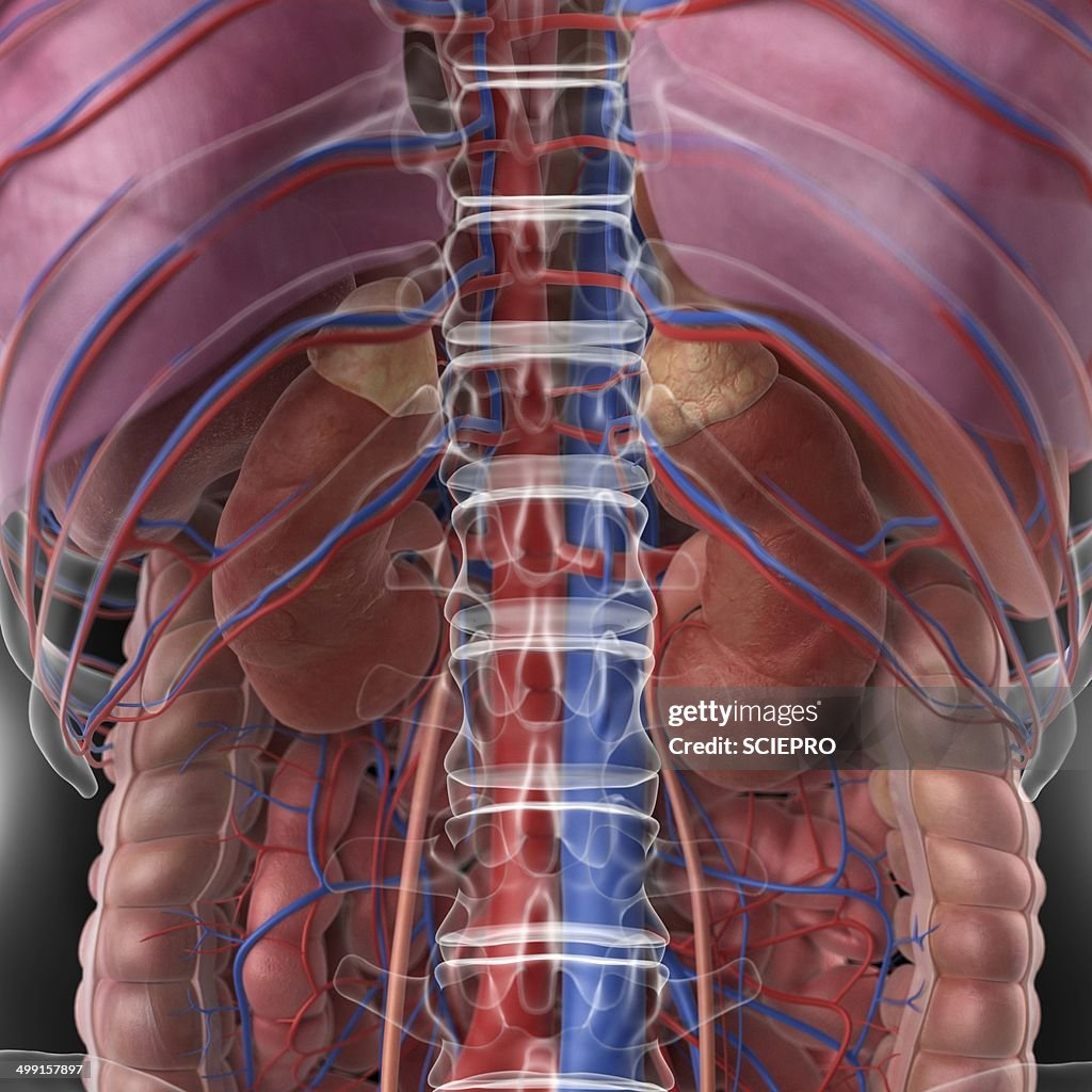 Kidney Desktop Human Kidneys Artwork High-Res Vector Graphic - Getty Images