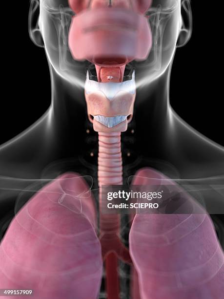 ilustraciones, imágenes clip art, dibujos animados e iconos de stock de human larynx, artwork - garganta