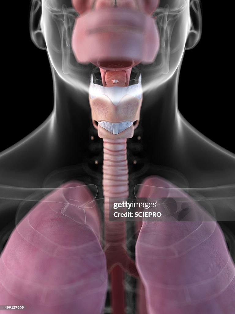Human larynx, artwork