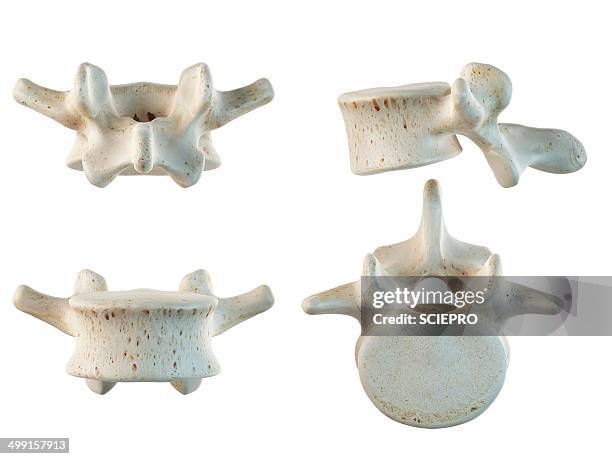 illustrazioni stock, clip art, cartoni animati e icone di tendenza di human lumbar vertebrae, artwork - vertebra lombare