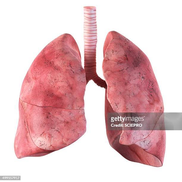 human lungs, artwork - human lung stock illustrations