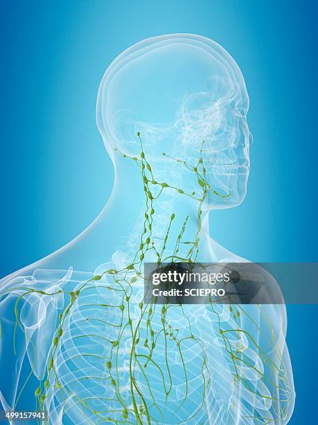 human lymphatic system, artwork - lymph node stock illustrations