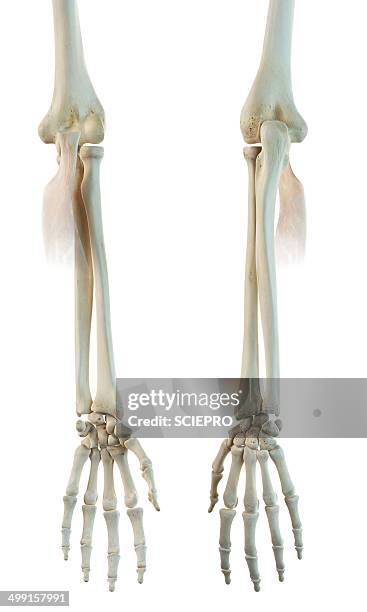 arm muscle, artwork - skeleton hand stock illustrations