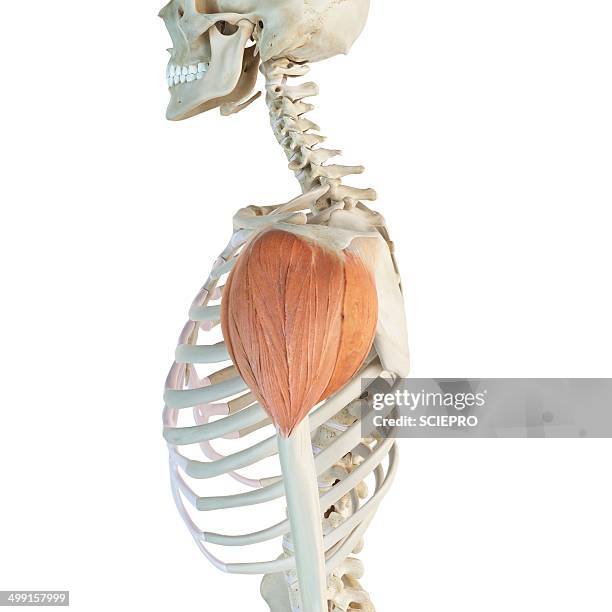 shoulder muscle, artwork - deltoid stock illustrations