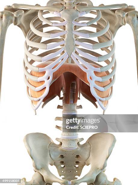 Plested Rib Cage 6,852 Rib Cage Anatomy Stock Photos, High-Res Pictures, and Images ...
