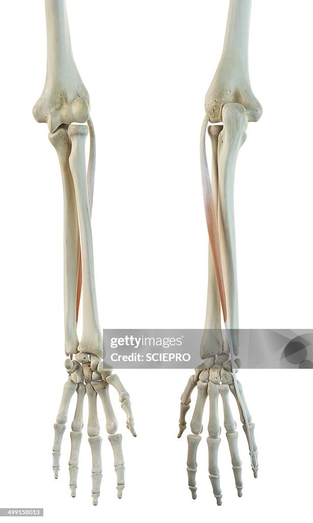 Arm muscle, artwork