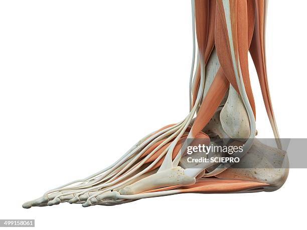 human foot muscles, artwork - foot stock illustrations